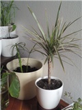 dracena